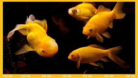 Nằm mơ thấy cá