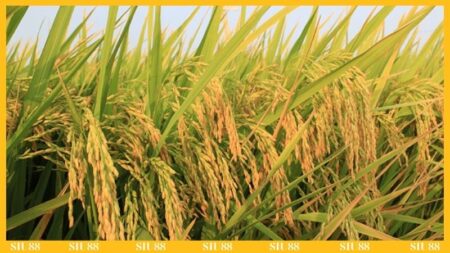 Nằm mơ thấy lúa chín đánh số gì
